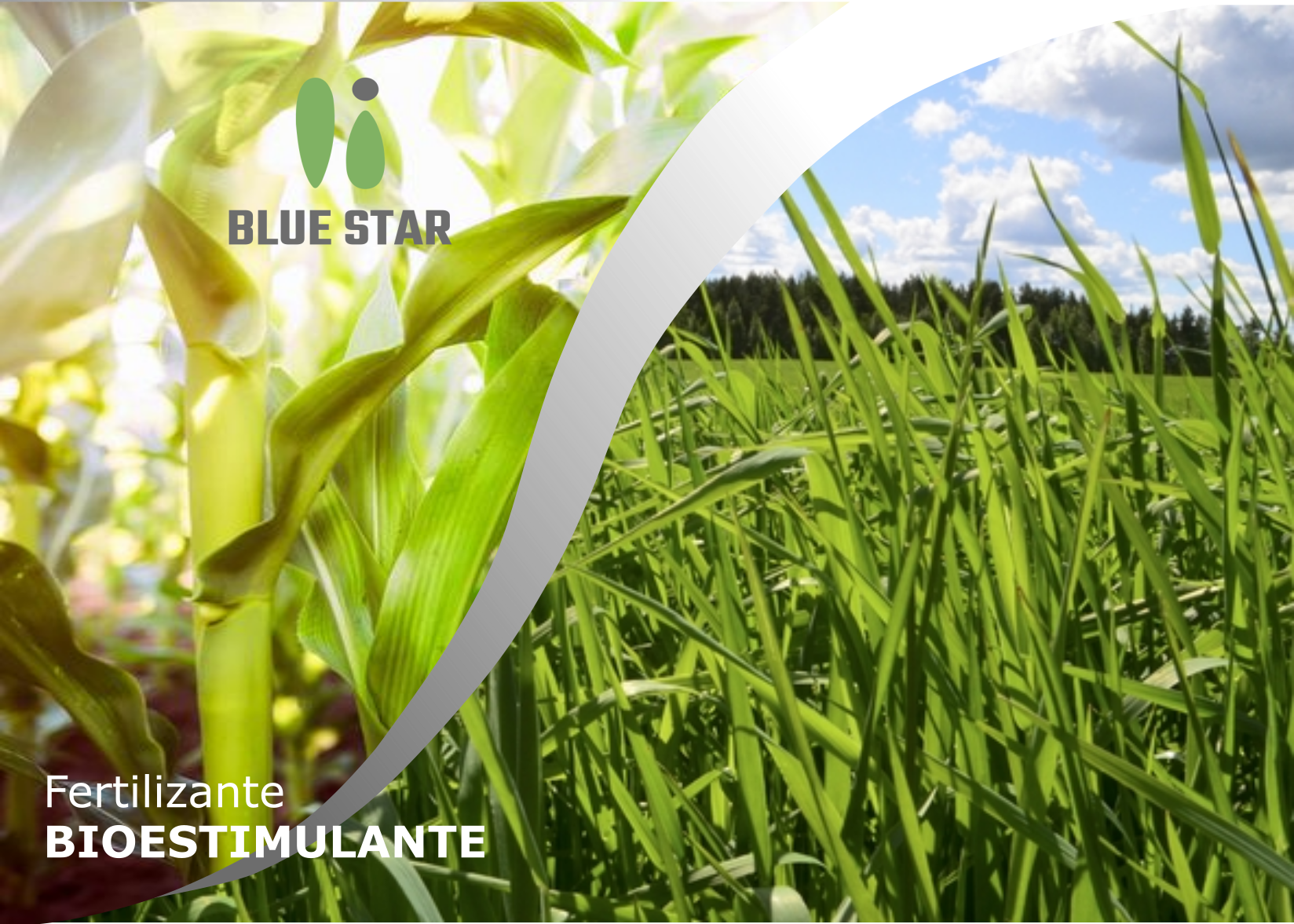 BLUE STAR, el fertilizante bioestimulante con tecnología Contribute