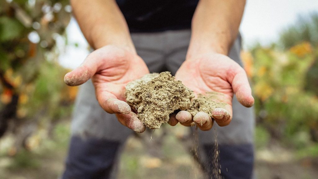 La agricultura regenerativa como forma de mejorar la salud de suelo ...